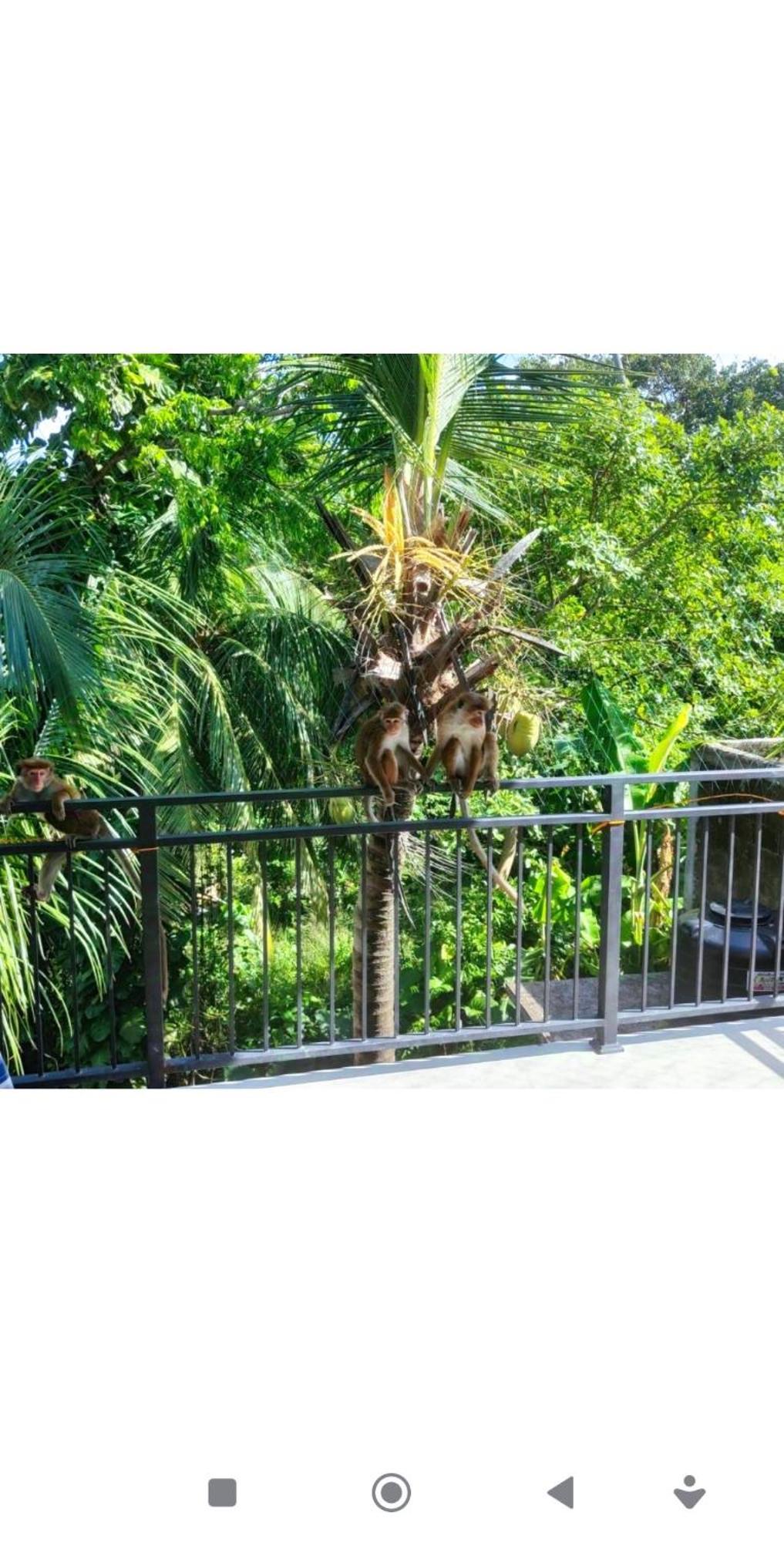 Green Nature Mirissa Exterior photo